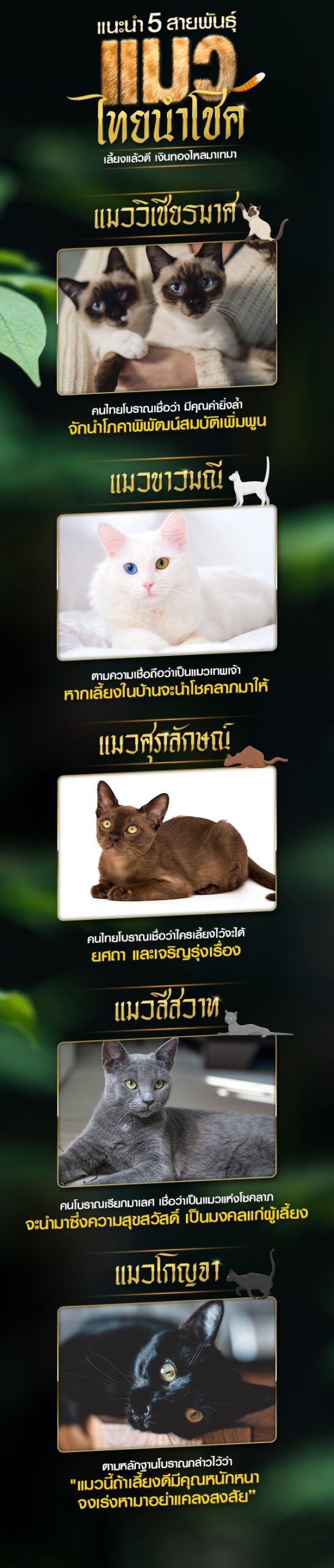 ALLSUREWIN 5 แมวไทย นำโชค