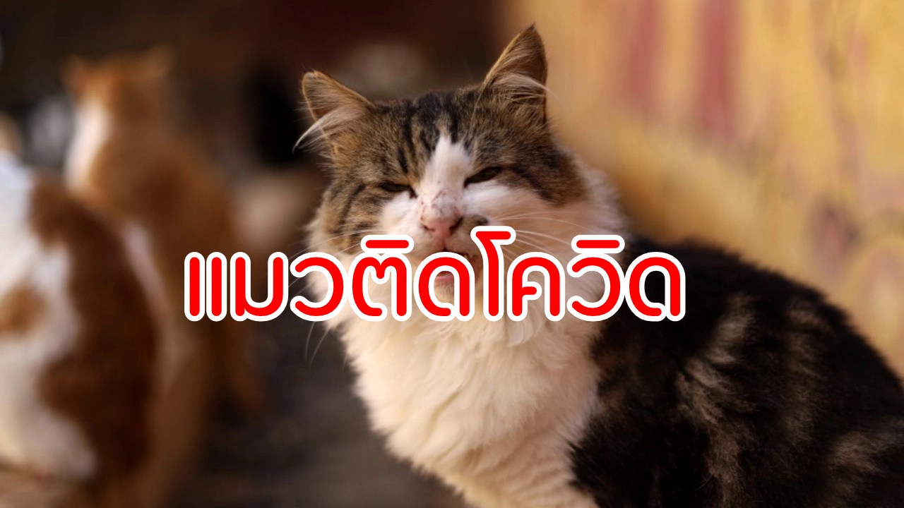 ไม เคิ ล คอ ร์ เนอ ร์ รีวิว